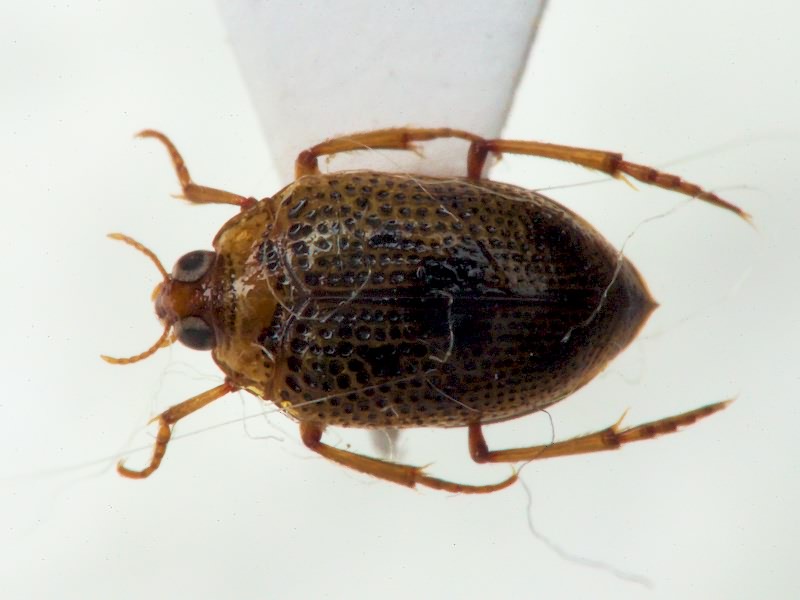 Peltodytes caesus (Duftschmid, 1805)